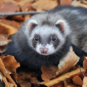 Umísťovací výstava