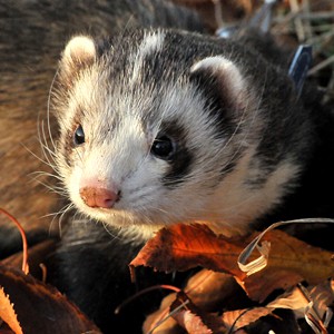 Podmínky / Conditions