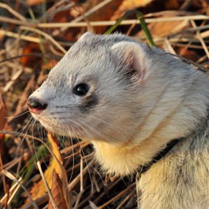 Kategorie / Categories