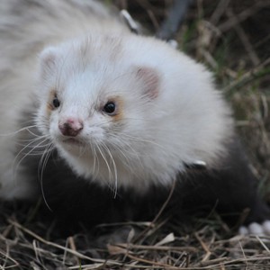 Registrace, Poplatky / Registration, Fees