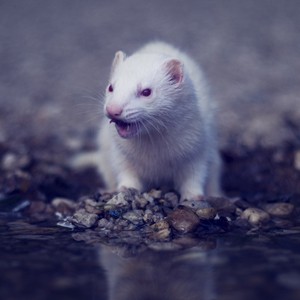 Registrace, poplatky / Registration, fees