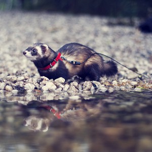 Podmínky / Conditions