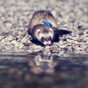 Kategorie / Categories